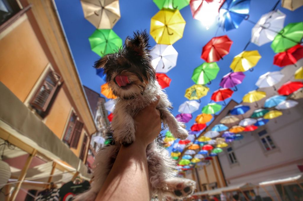 2062358210212656789311610246172