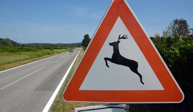 Divljač na cesti Divljač na cesti