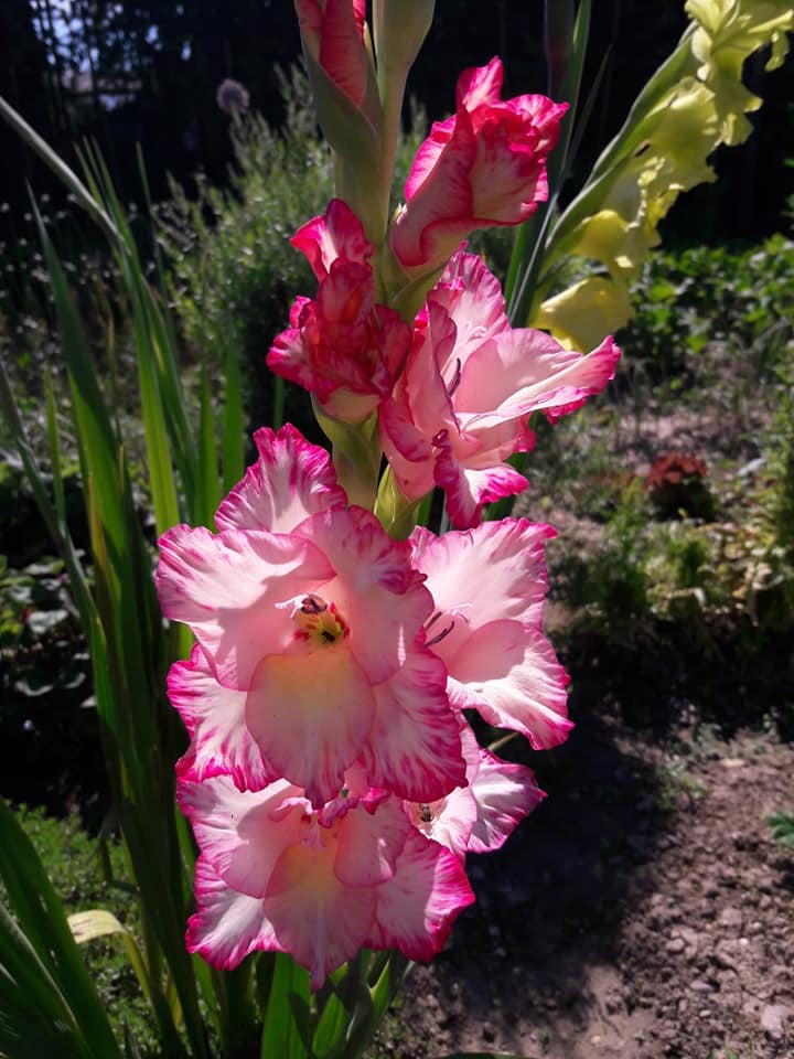 Dvorište obitelji Cenko