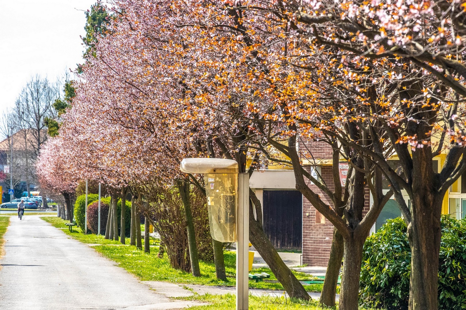 Proljetna cvjetna rapsodija u Međimurju iz objektiva Miroslave Novak Hranjec
