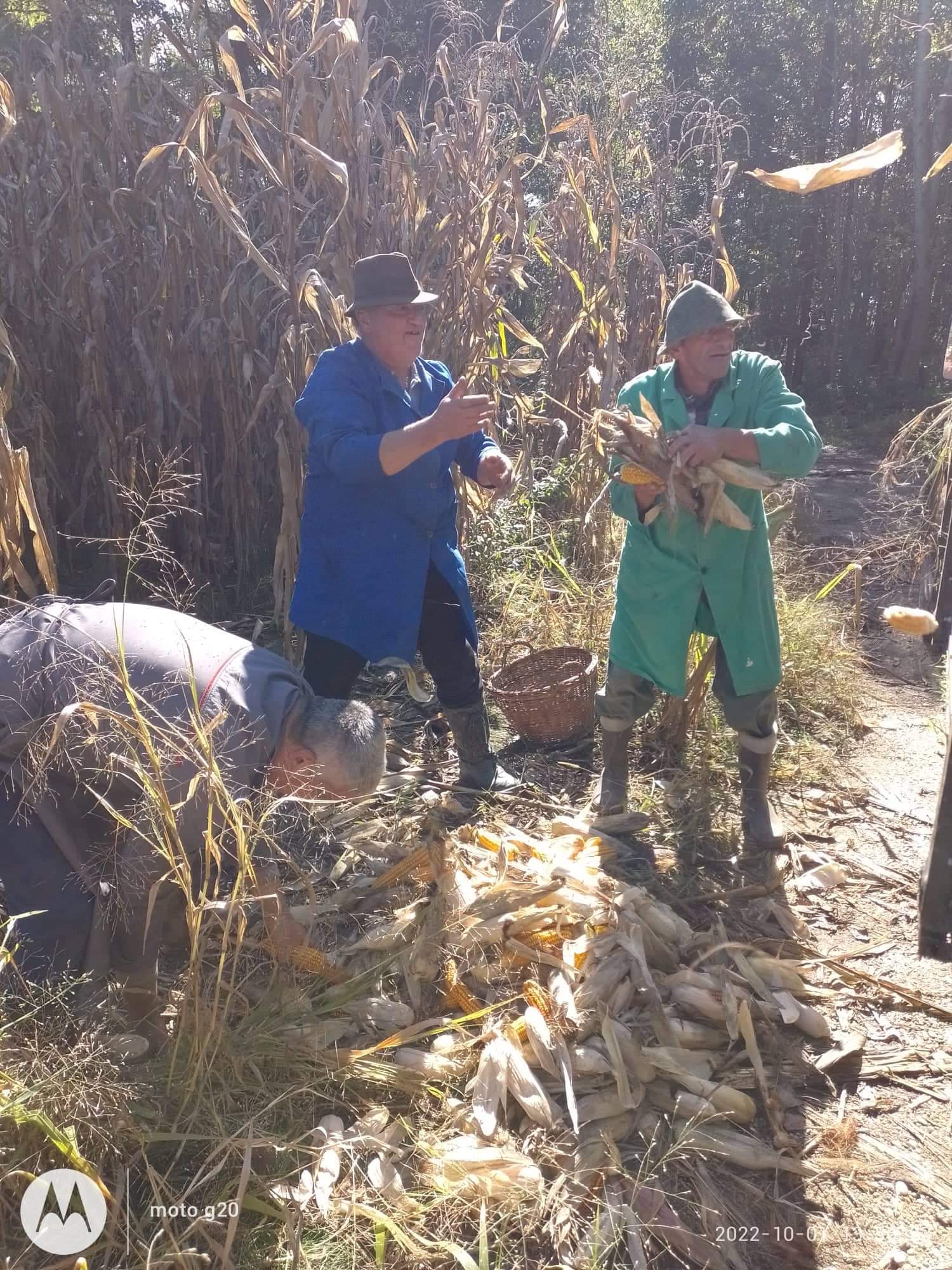 Branje kukuruza u Domašincu