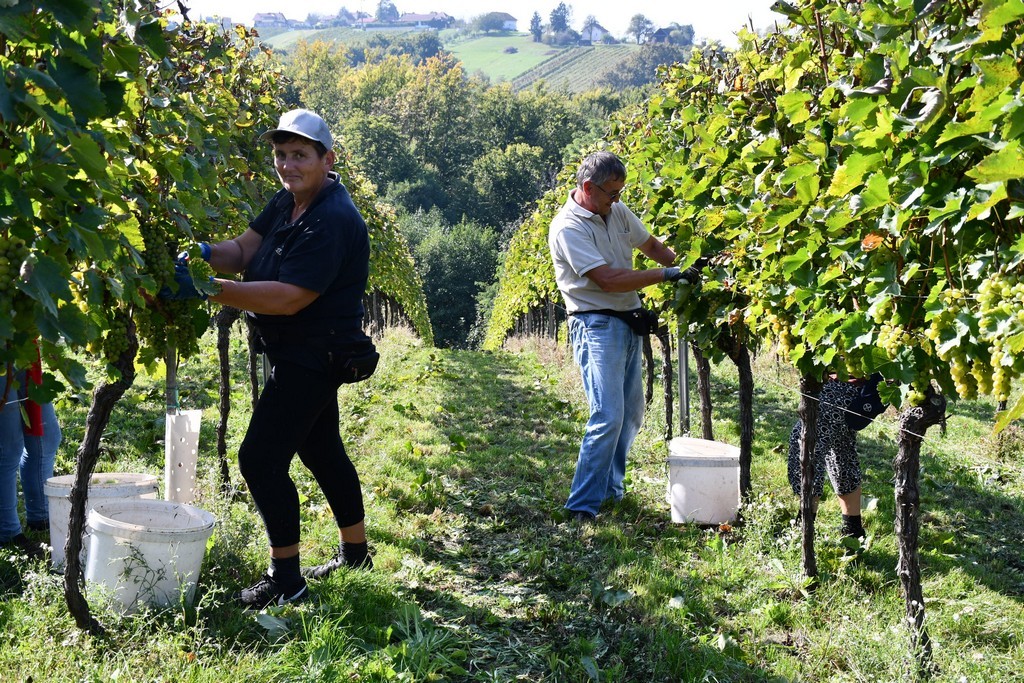 Vinarija Horvat, berba