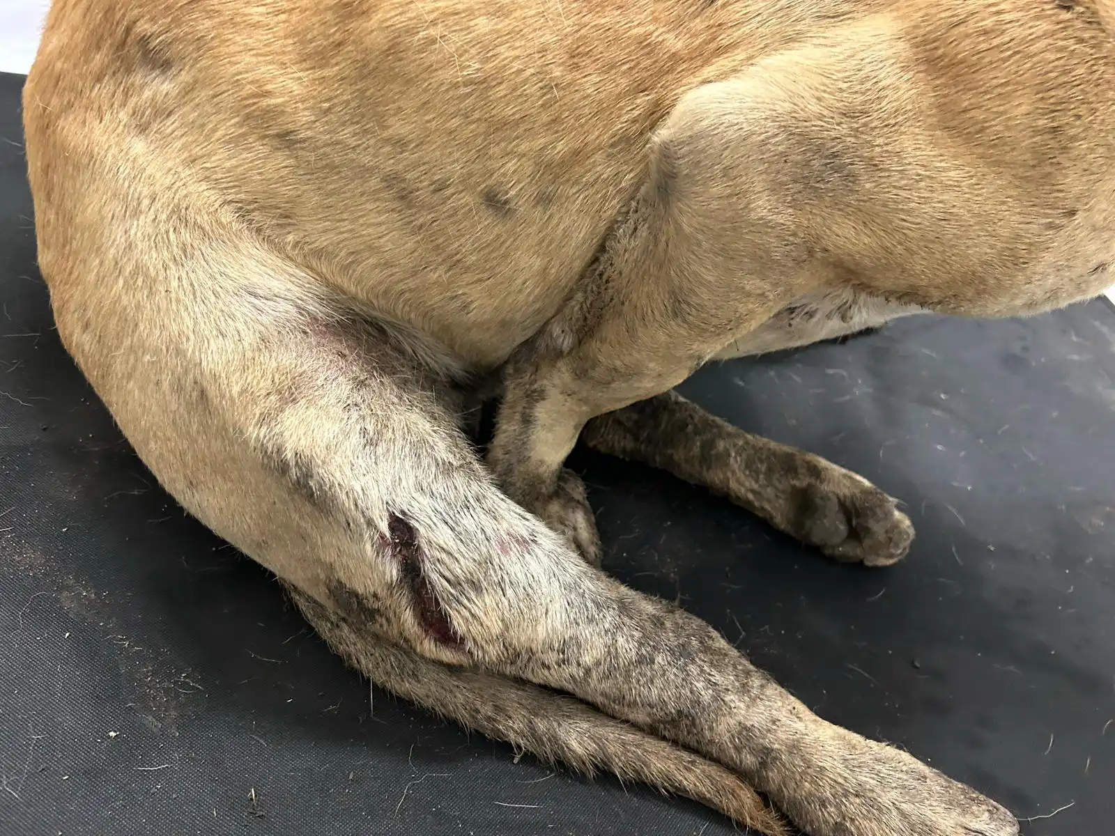 395d3fe5-63b9-4679-ac8d-09c31b8c695c 395d3fe5-63b9-4679-ac8d-09c31b8c695c