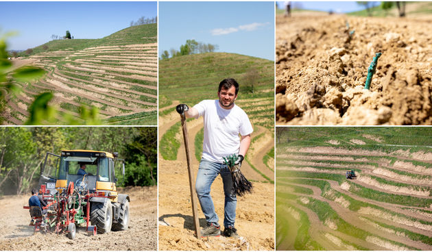 Vinarija Štampar na Mađerkinom bregu zasadila 14 tisuća čokota Pušipela