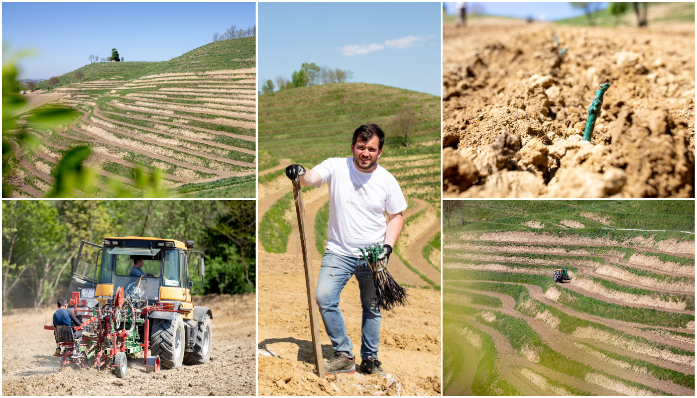 Vinarija Štampar na Mađerkinom bregu zasadila 14 tisuća čokota Pušipela
