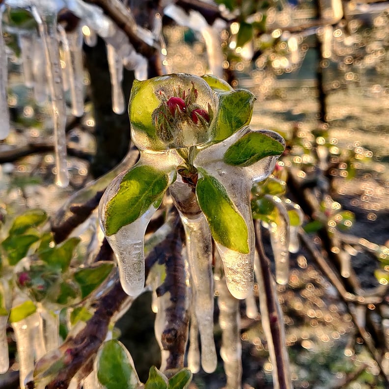 Međimurski voćar Marko Kudec protiv mraza se bori orošavanjem