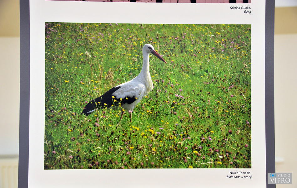 U Prelogu održano predavanje i otvorena izložba o bijeloj rodi