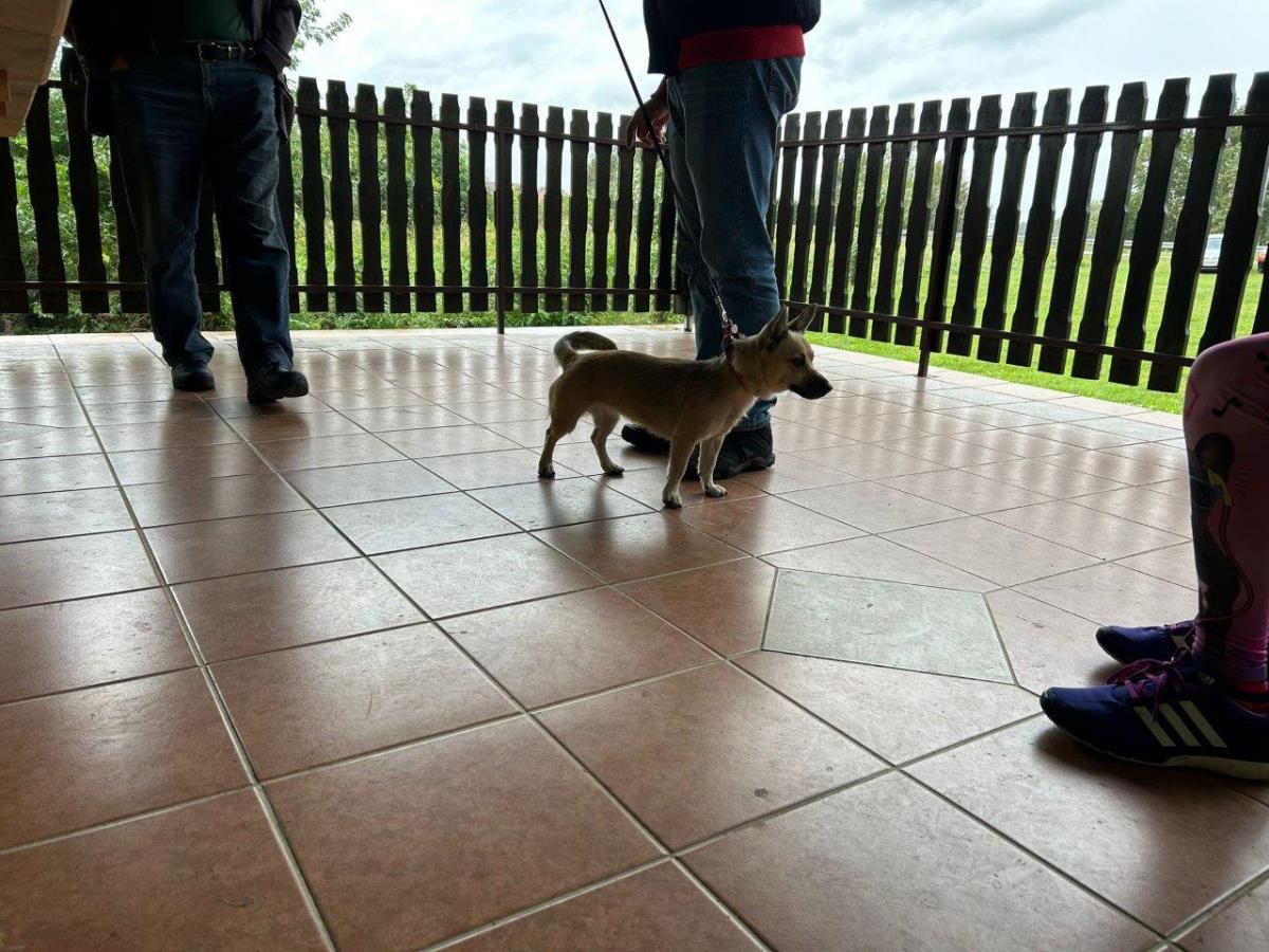 FOTO Održan 32. uzgojni pregled i smotra malog međimurskog psa u Donjoj Dubravi