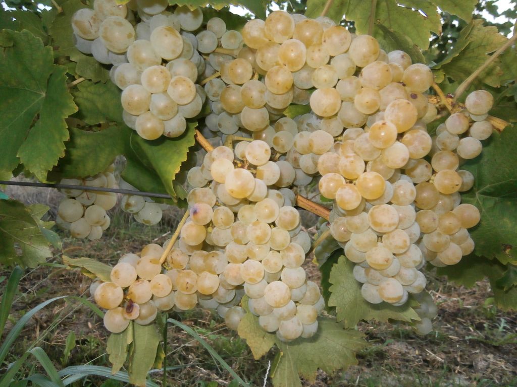 berbaotonela36731713