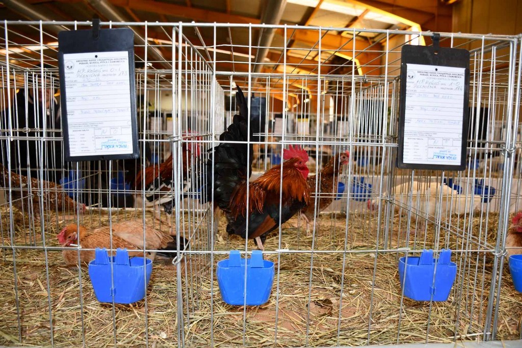 IZLOŽBA MALIH ŽIVOTINJA Izloženo preko tisuću malih životinja vrhunskih uzgajivača iz Hrvatske, ali i šire IZLOŽBA MALIH ŽIVOTINJA Izloženo preko tisuću malih životinja vrhunskih uzgajivača iz Hrvatske, ali i šire