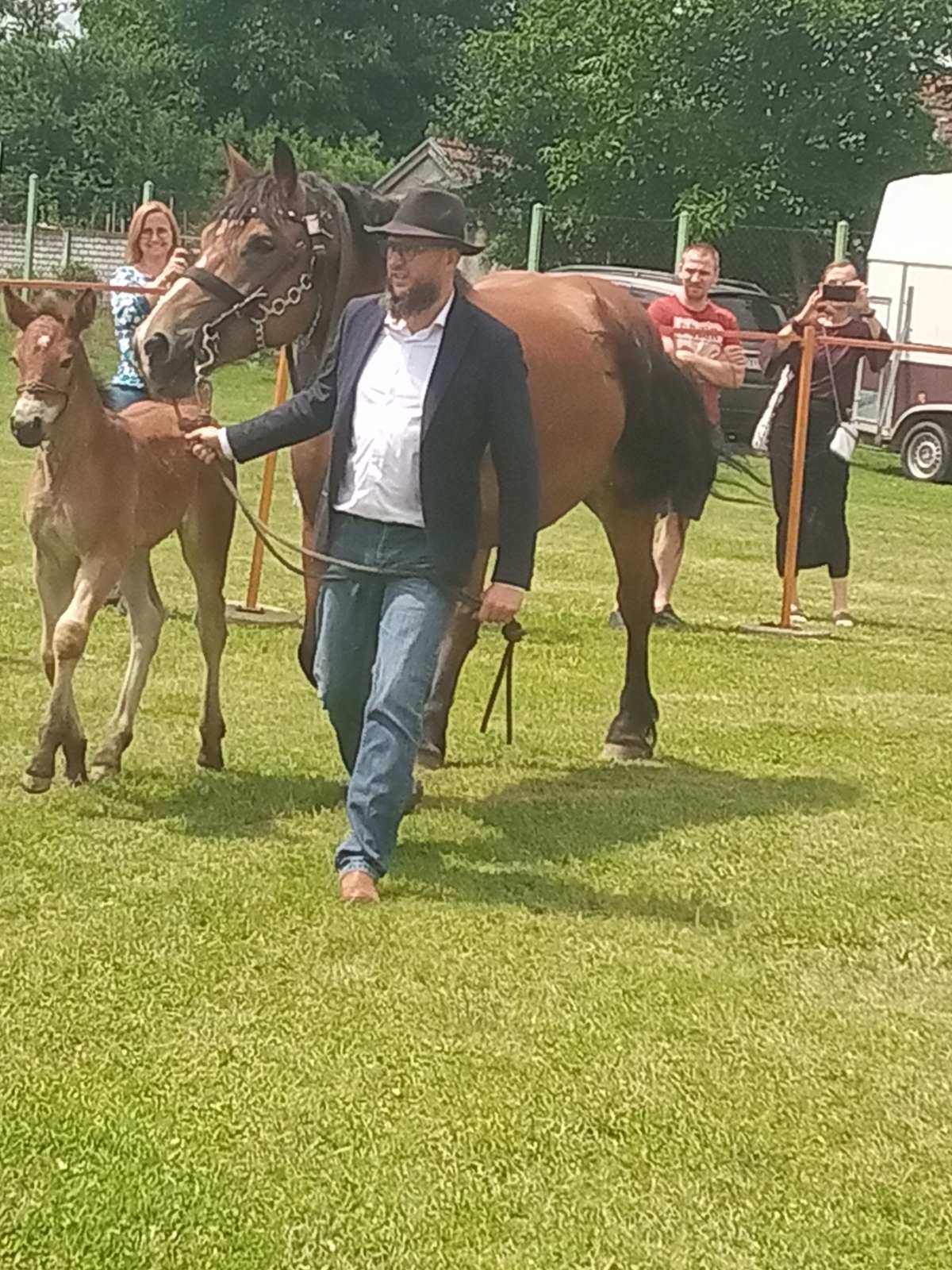 PREKRASNI SU Izložba međimurskog konja u Nedelišću