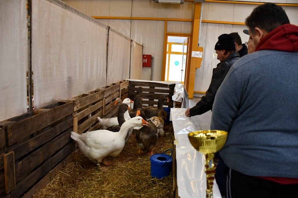 IZLOŽBA MALIH ŽIVOTINJA Izloženo preko tisuću malih životinja vrhunskih uzgajivača iz Hrvatske, ali i šire IZLOŽBA MALIH ŽIVOTINJA Izloženo preko tisuću malih životinja vrhunskih uzgajivača iz Hrvatske, ali i šire
