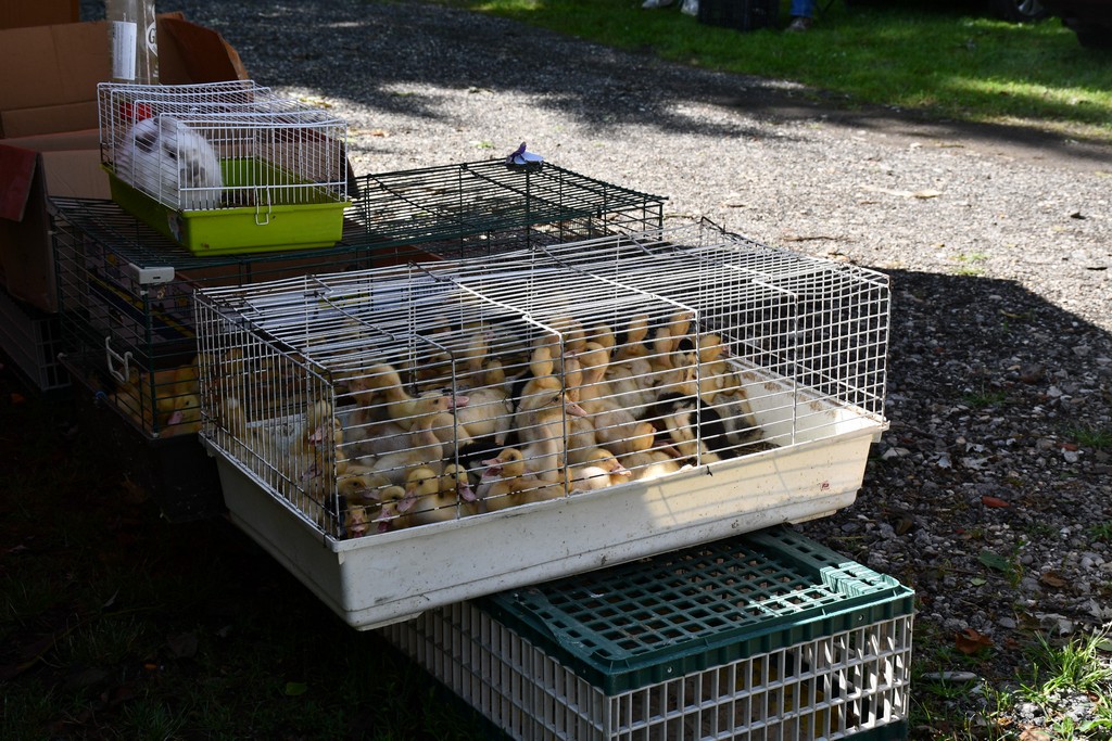 SAJAM U ČAKOVCU Sajam je preplavilo obilje svježeg voća i povrća