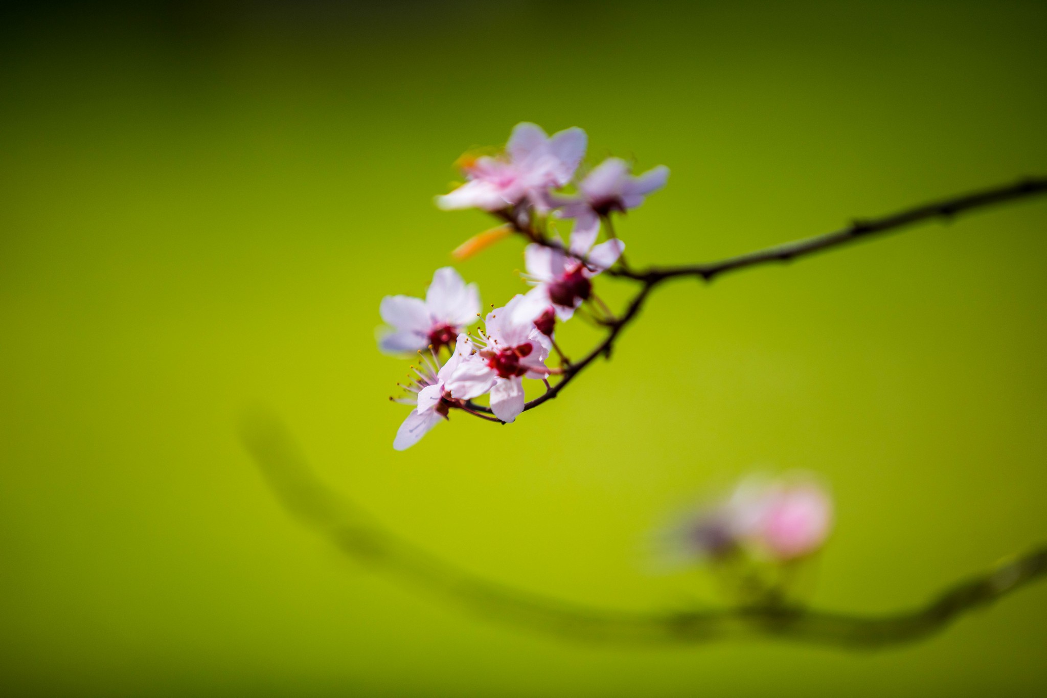 Proljetna cvjetna rapsodija u Međimurju iz objektiva Miroslave Novak Hranjec
