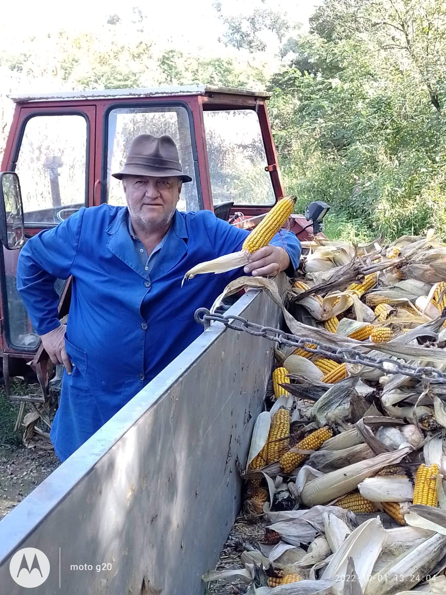 Branje kukuruza u Domašincu