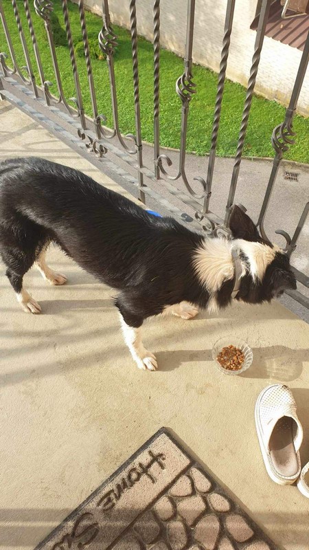 POMOGNIMO Prekrasna crno bijela ženka u tipu pasmine border collie traži svoje ljude