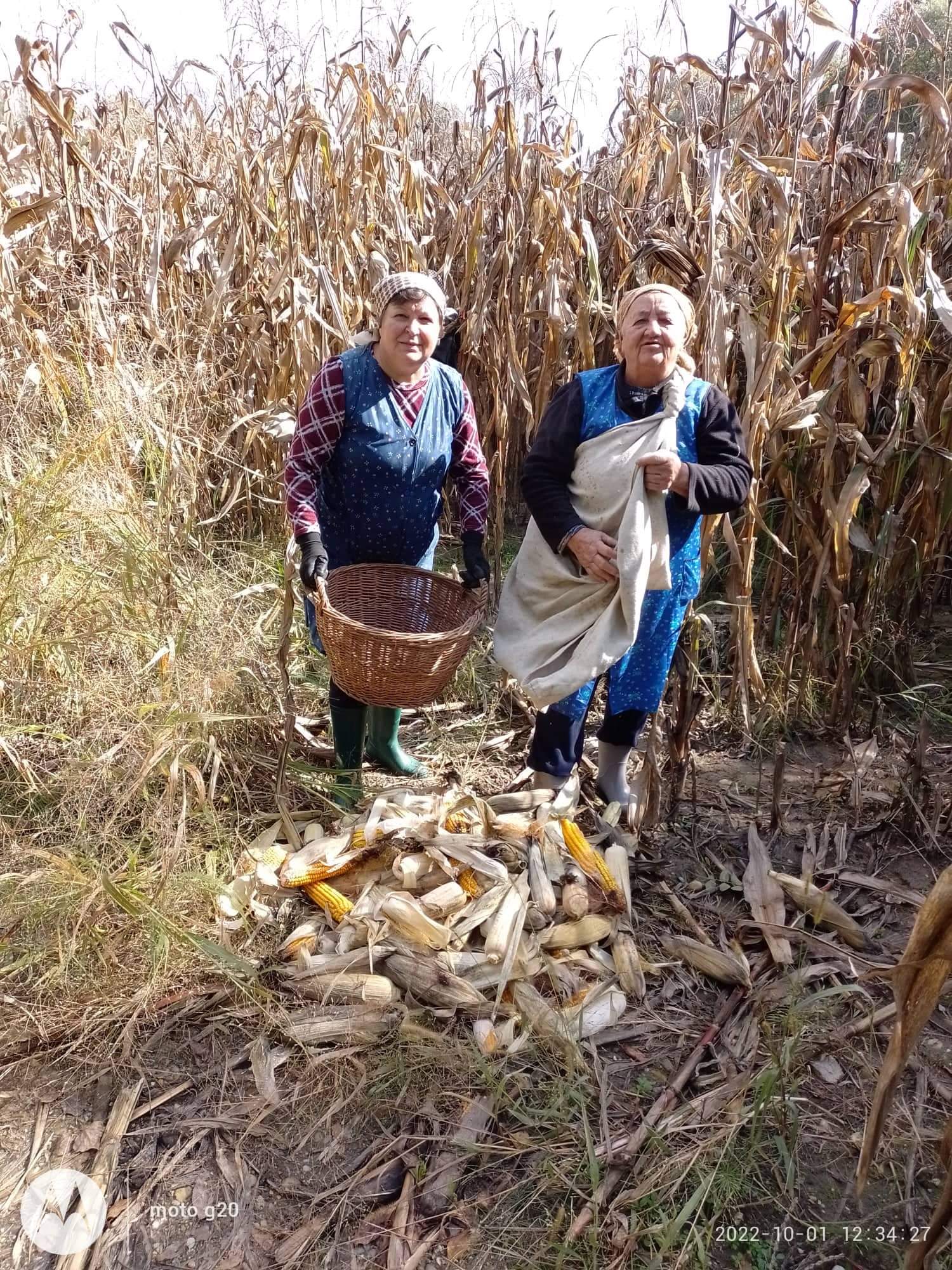 Branje kukuruza u Domašincu