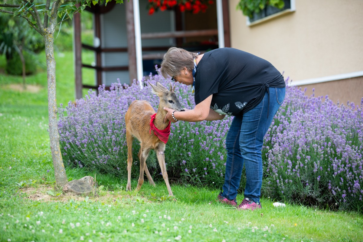 DIRLJIVA PRIČA Ivanka je prošle godine spasila polumrtvo lane. Danas je ono sretno u njezinom dvorištu