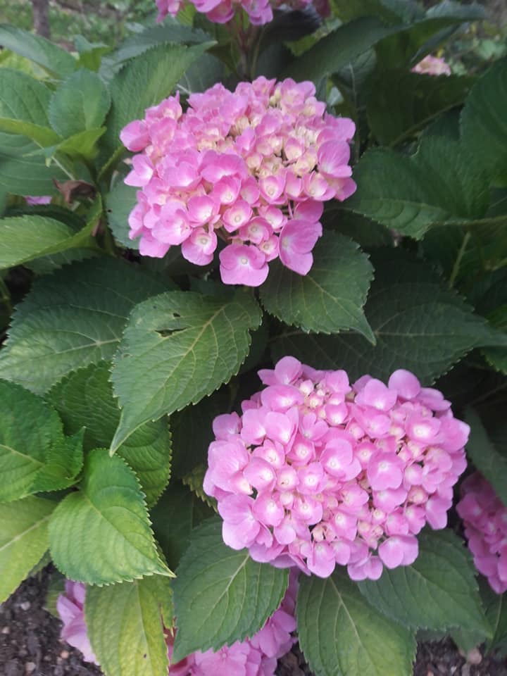 Dvorište obitelji Cenko