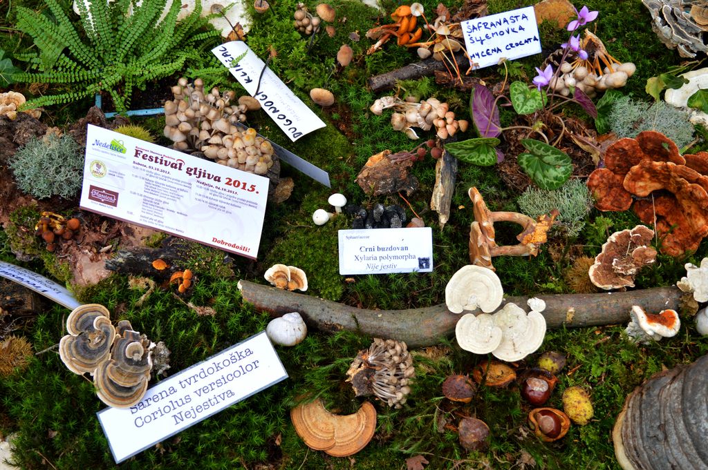 izlozbagljivaotrovneinejestive7