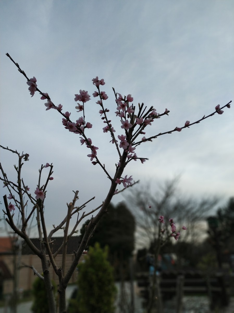 Dvorište Maje Mlakar