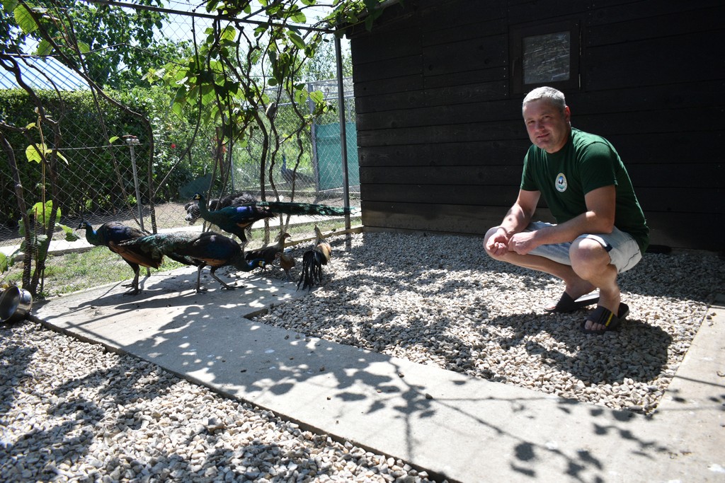 Denis Srnec – paunovi