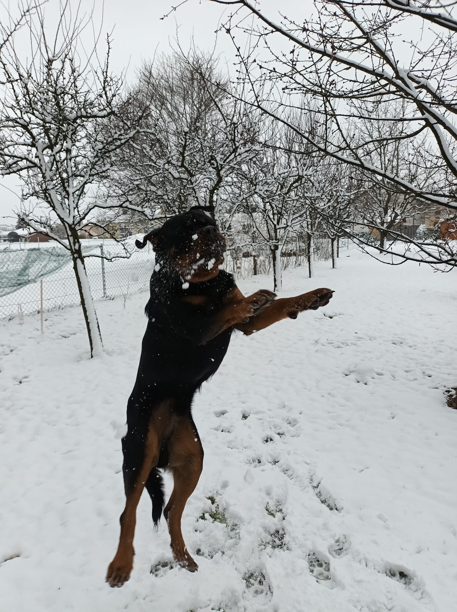 Kućni ljubimci vole snijeg