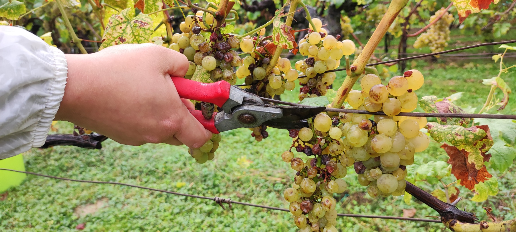 Berba kod obitelji Tomašić