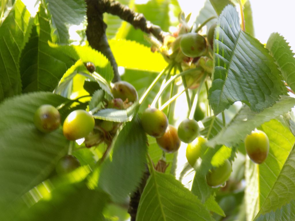 dscn1914900878364191