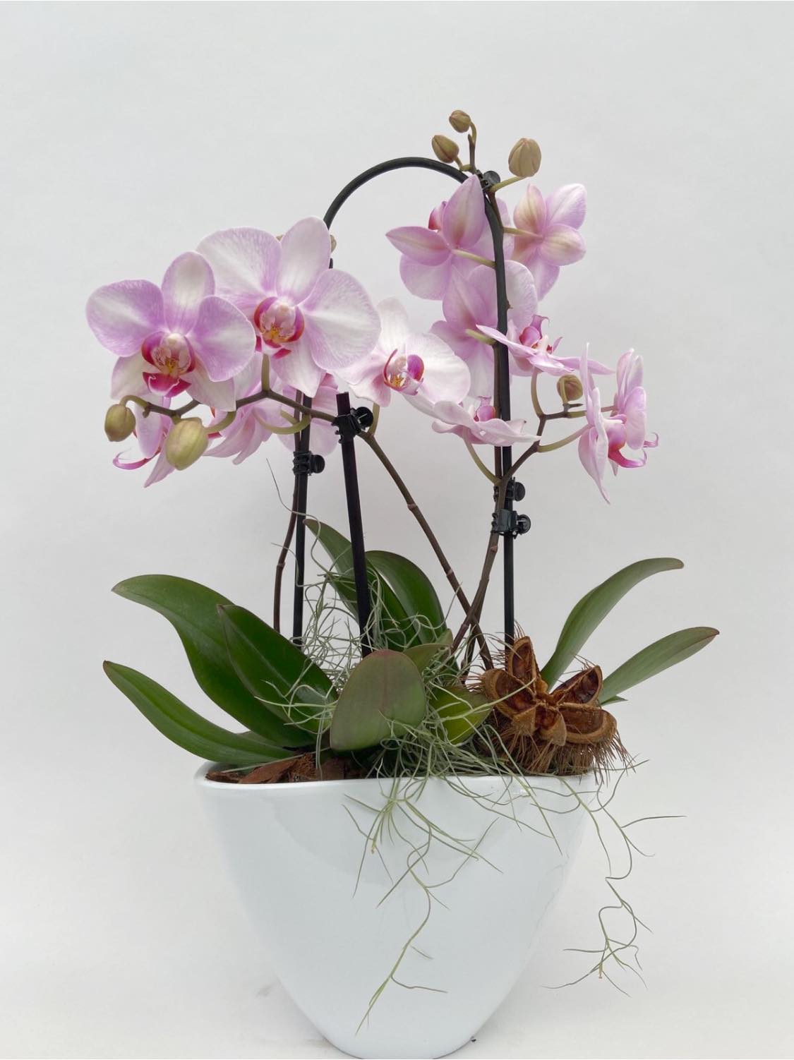 Image 5818453 (auto)