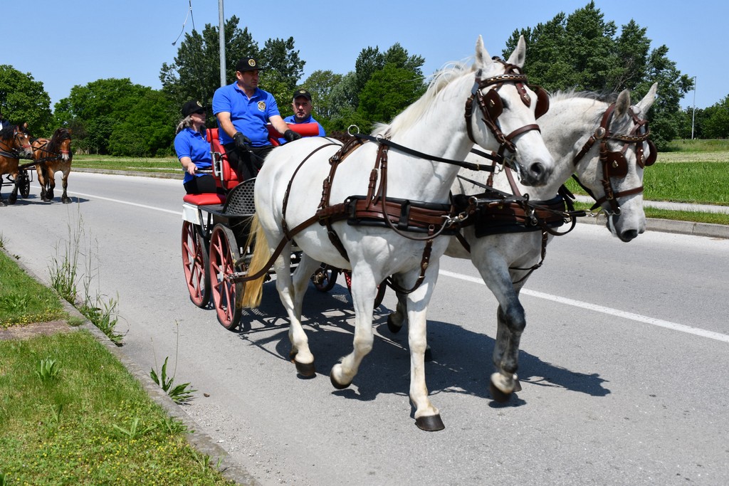 VIDEO I FOTO Međunarodno konjičko druženje okupilo brojne uzgajivače konja iz SZ Hrvatske te Slovenije i Austrije