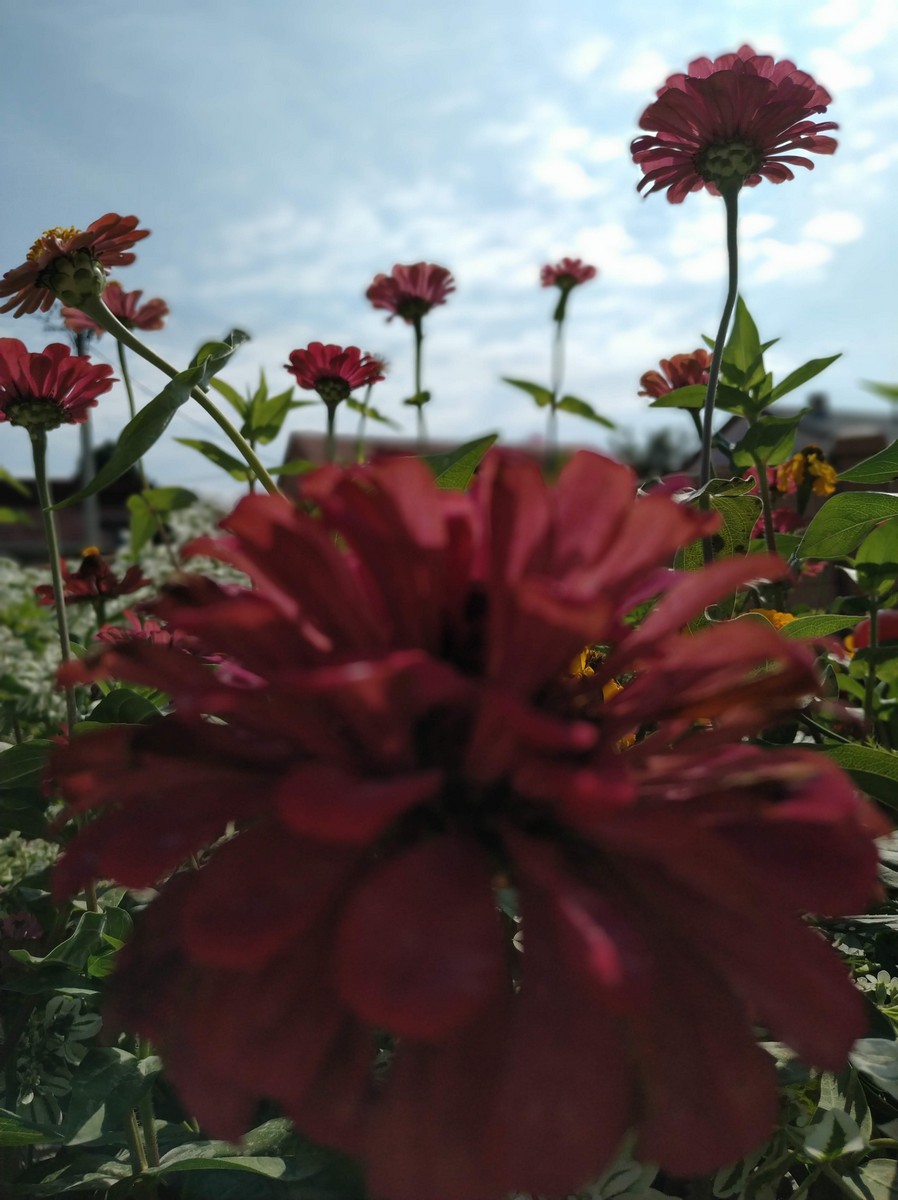 Dvorište Maje Mlakar