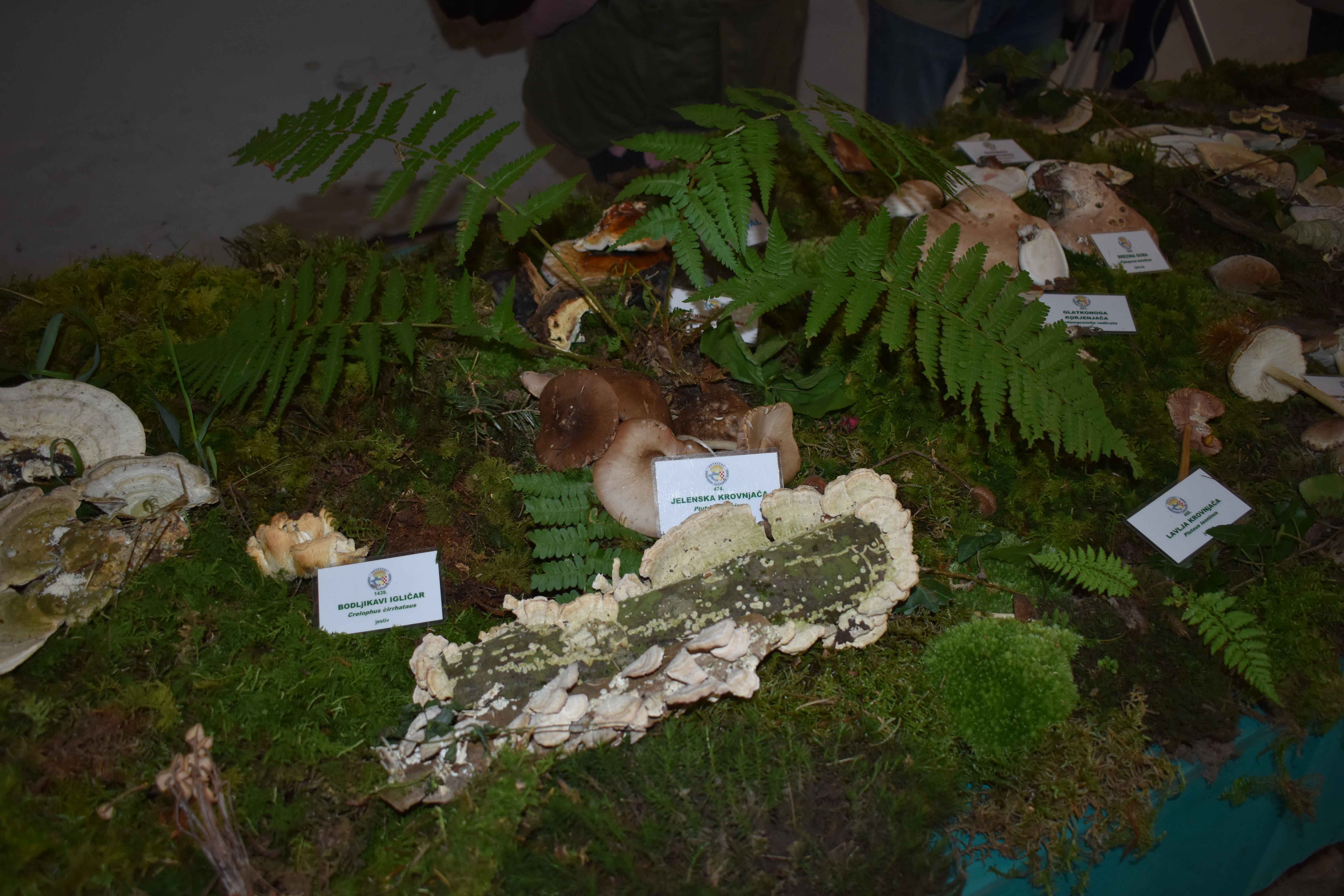 FOTO Ovog vikenda razgledajte zanimljivu i edukativnu izložbu gljiva u Čakovcu