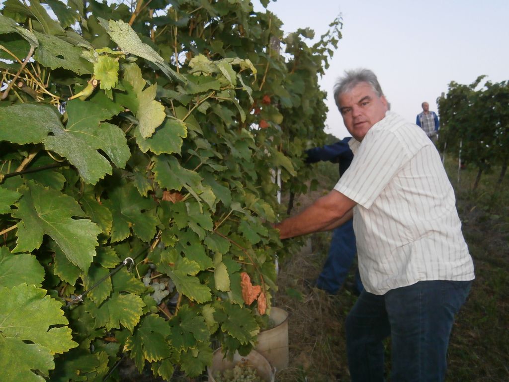 berbaotonela29581091