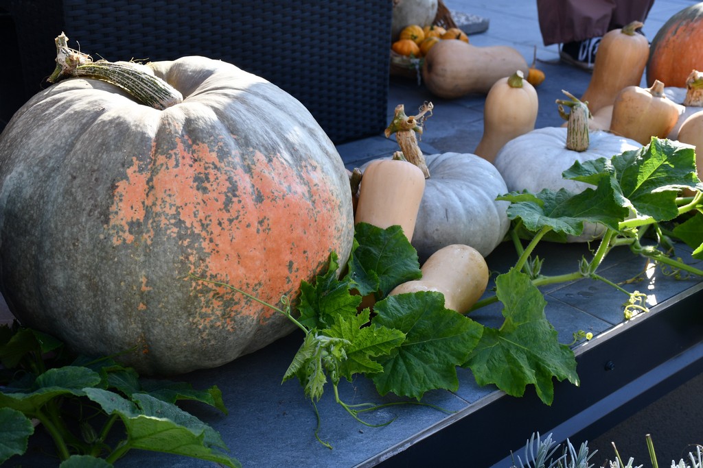 IMPOZANTNE BUNDEVE Jesenska čarolija na imanju obitelji Dodlek u Belici