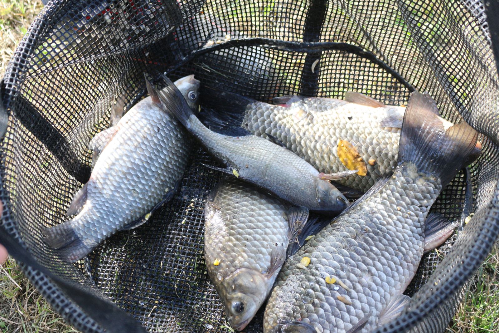 42. kup Som Kotoriba1910 14