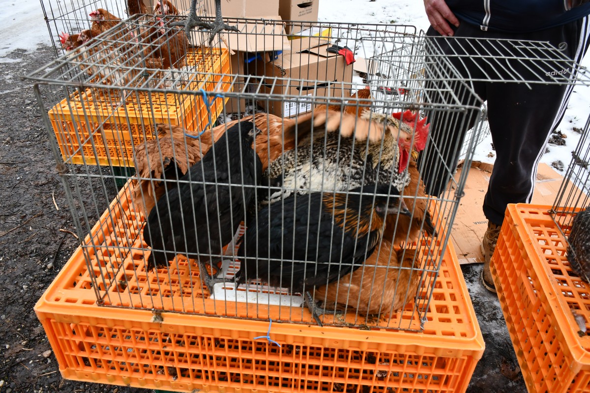 Sajam srijedom, čakovečki sajam, 24.1.