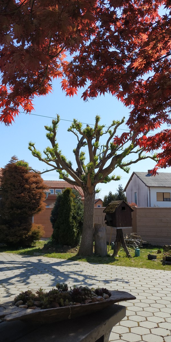 Dvorište Maje Mlakar