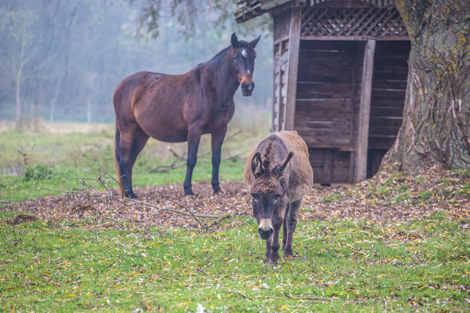 Međimurje se predalo jeseni