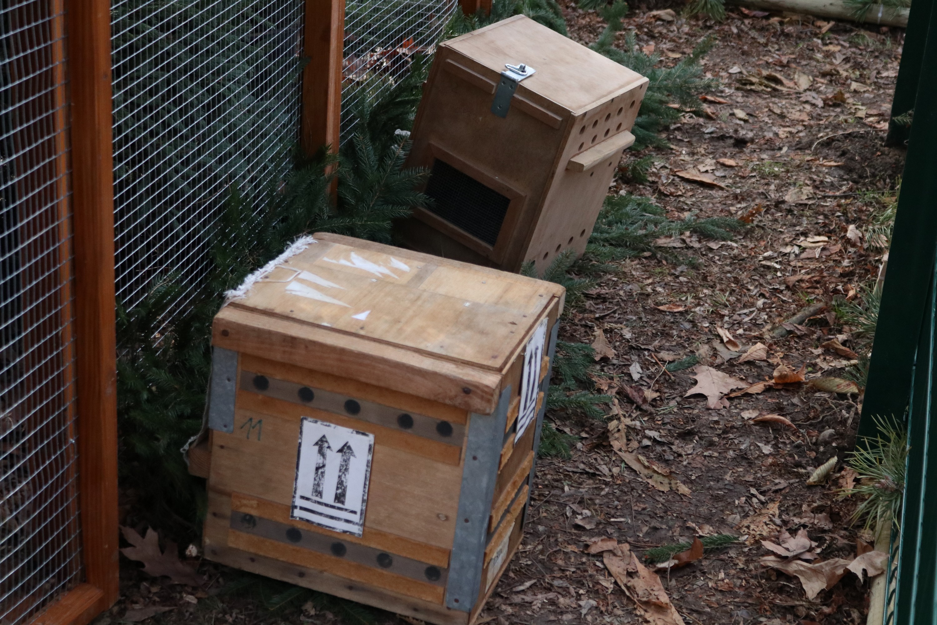 Crvene vjeverice stigle u Čakovec