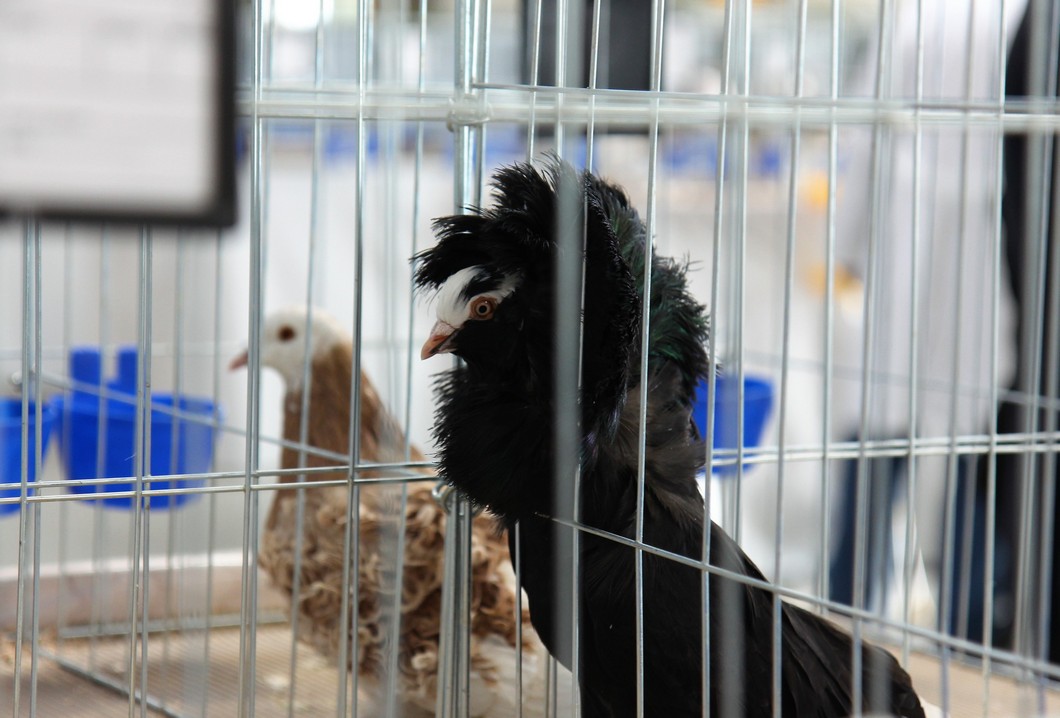 Otvorena izložba malih životinja u Nedelišću