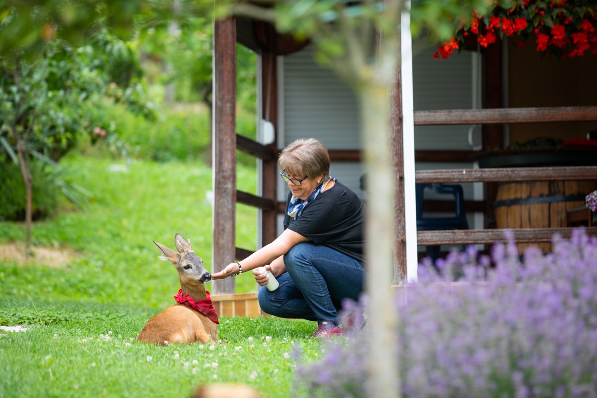 DIRLJIVA PRIČA Ivanka je prošle godine spasila polumrtvo lane. Danas je ono sretno u njezinom dvorištu