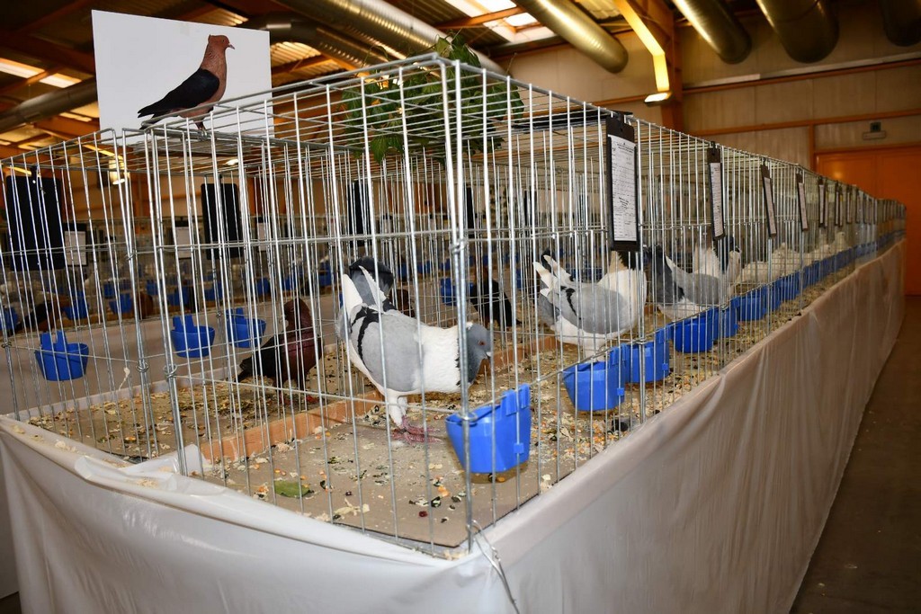 IZLOŽBA MALIH ŽIVOTINJA Izloženo preko tisuću malih životinja vrhunskih uzgajivača iz Hrvatske, ali i šire IZLOŽBA MALIH ŽIVOTINJA Izloženo preko tisuću malih životinja vrhunskih uzgajivača iz Hrvatske, ali i šire