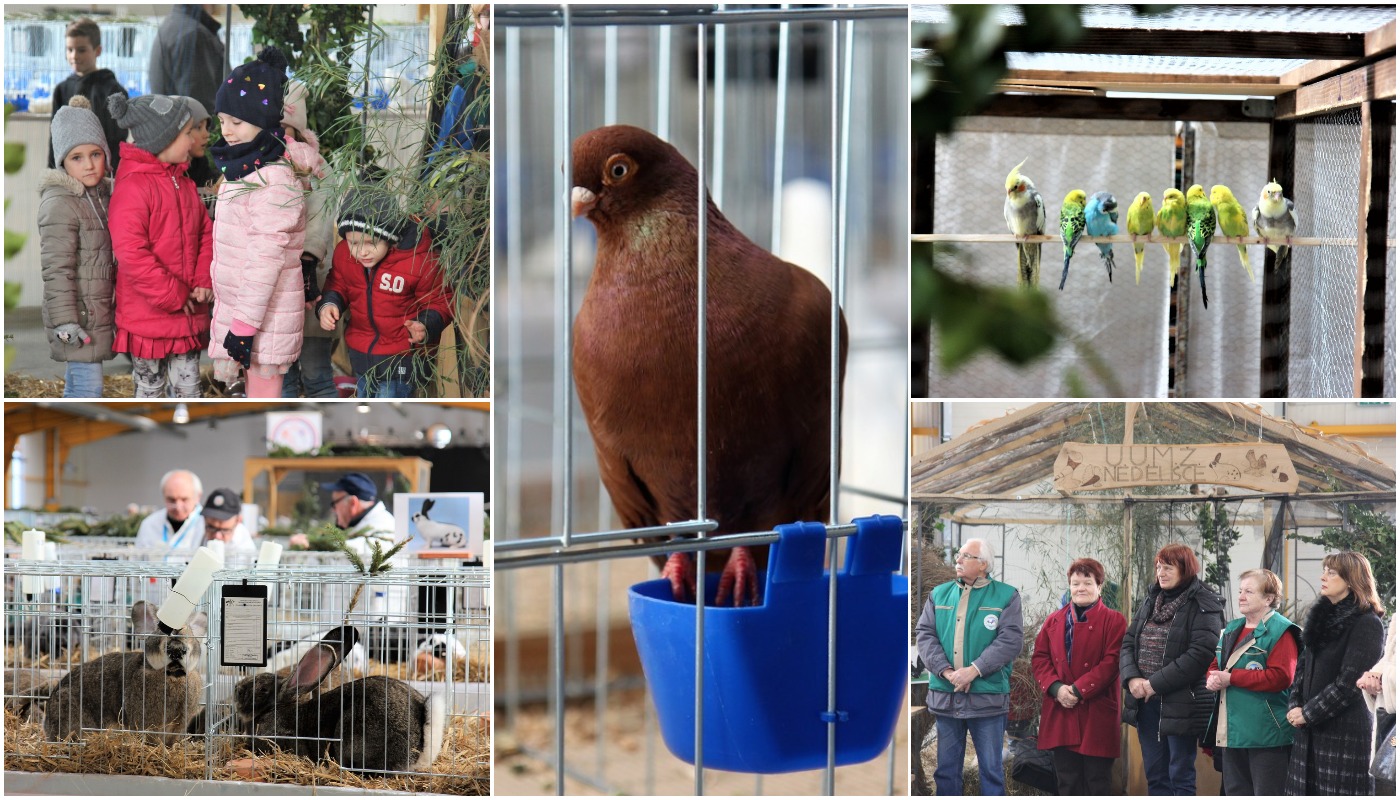 Otvorena izložba malih životinja u Nedelišću