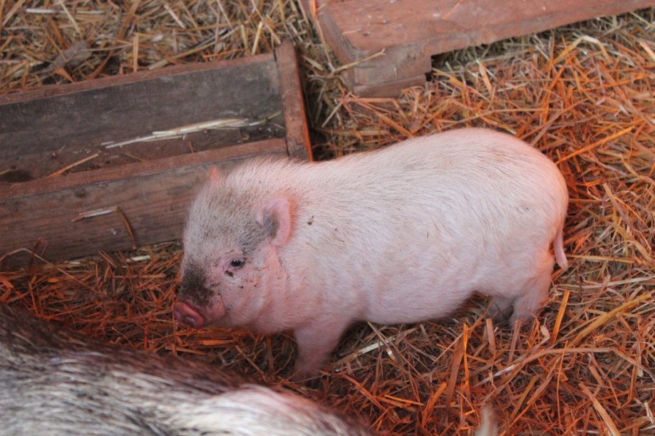 minnesotaminisvinjanajmanjavrst