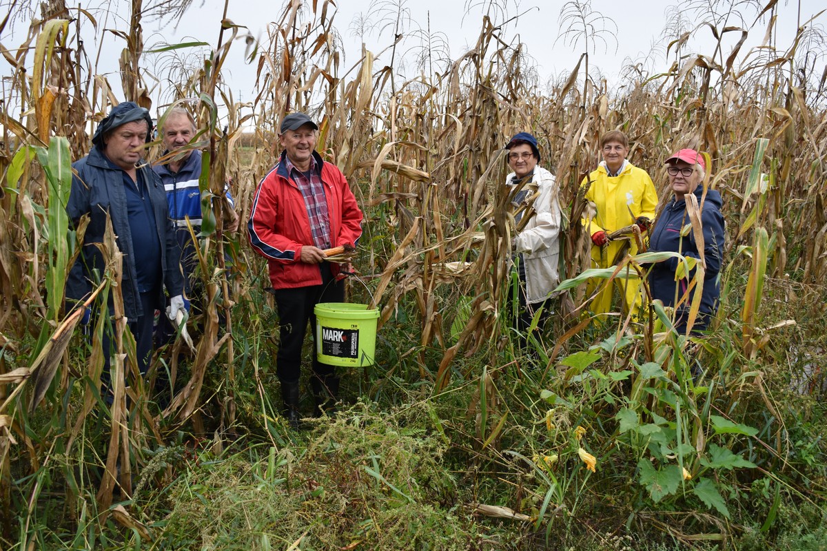 RUČNA BERBA KUKURUZA U PUŠĆINAMA Starinske sorte imaju pravo ‘luščinje’