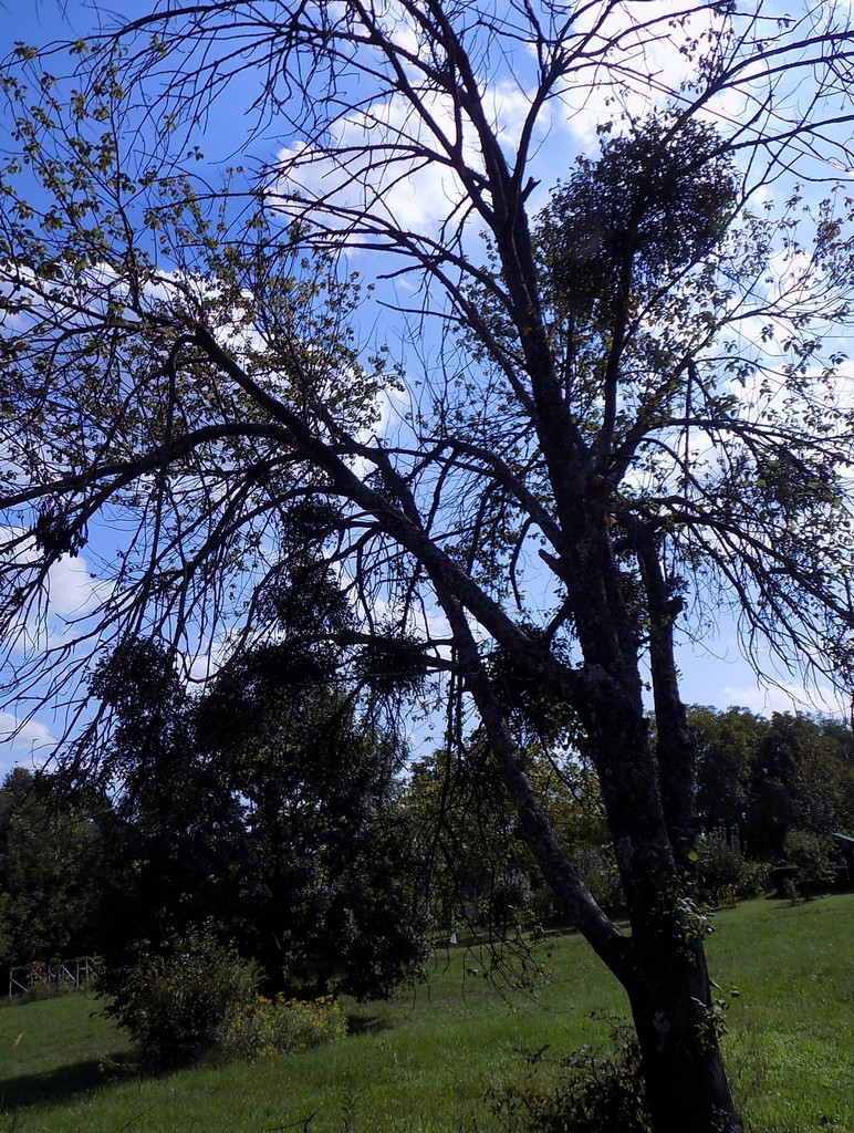 Prekrasne scene u prirodi: Kasno ljeto u gornjem Međimurju