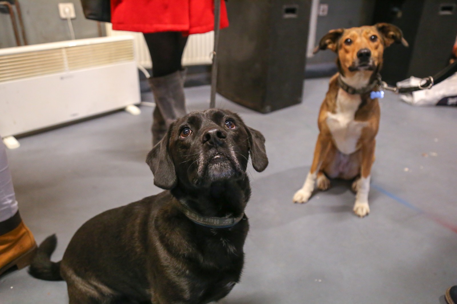 Humanitarno fotkanje s ljubimcima za pomoć azilu Prijatelji Čakovec