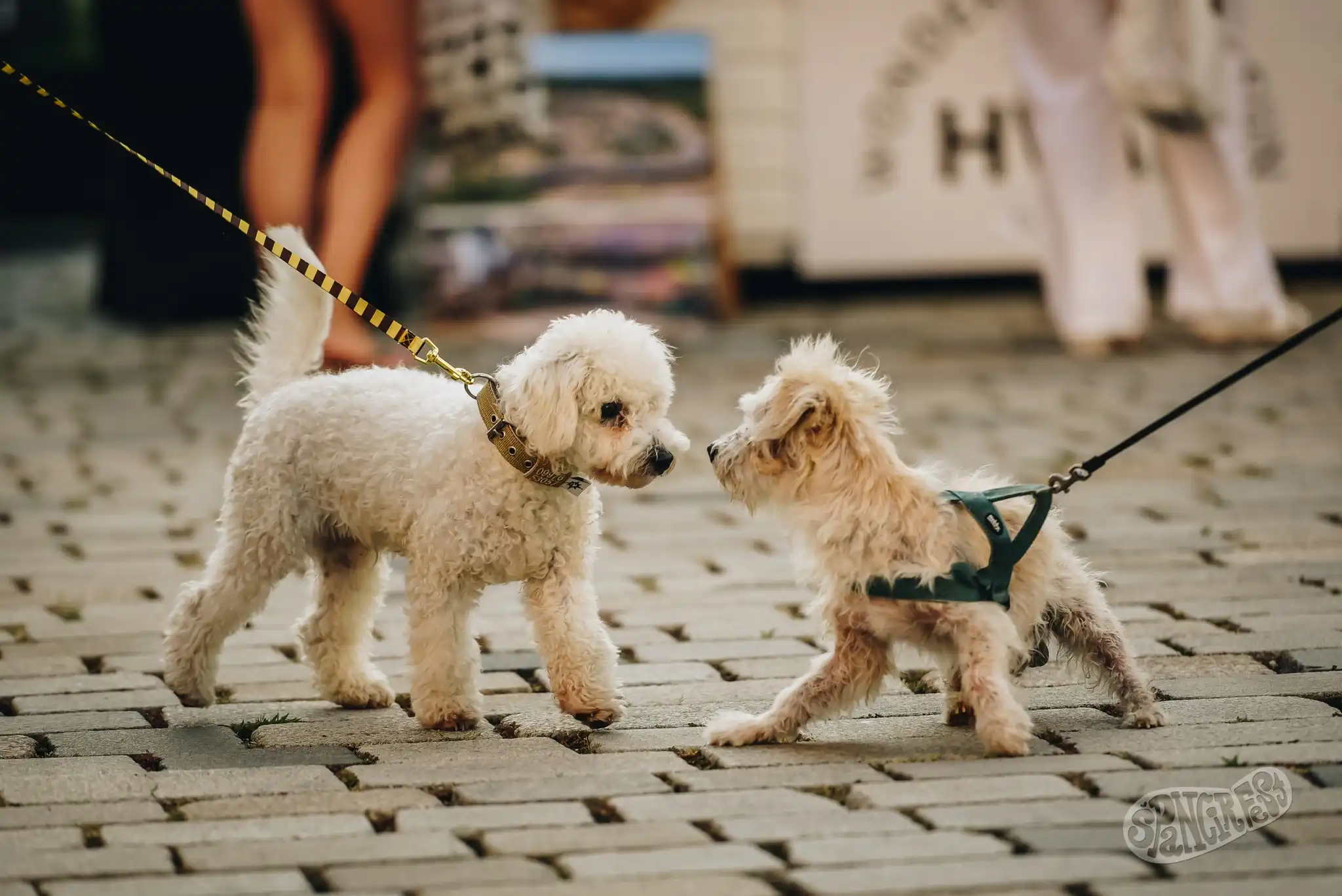 456509085_1055728416120875_4072214364499306982_n 456509085_1055728416120875_4072214364499306982_n