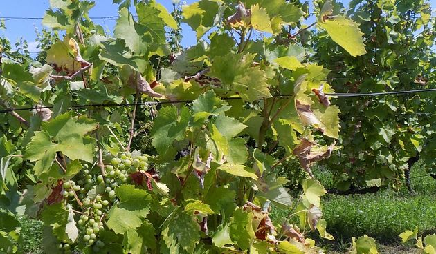 Zlatna žutica Zlatna žutica